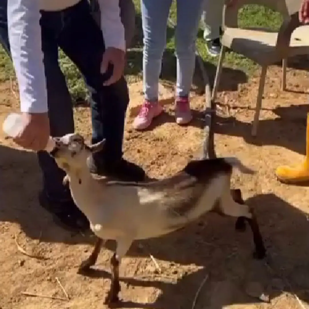 Reconocimientos obtenidos